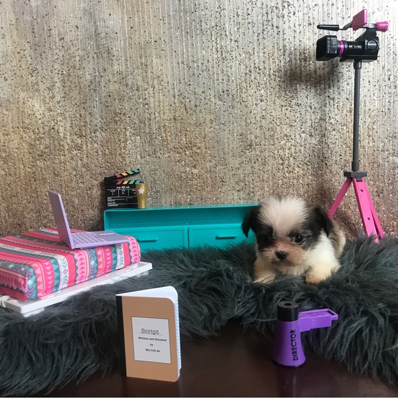 💕 Shorkies & Shih Tzu 💕 - Picture 7 of 14